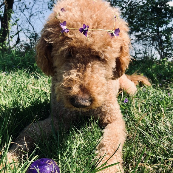 Meet your Posher, Leslie - Picture 4 of 7